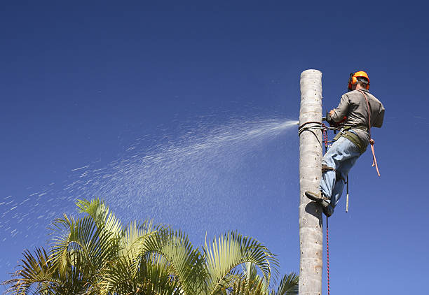 How Our Tree Care Process Works  in  Stockbridge, MI